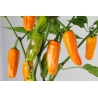 Greendoor Jalapeño Orange – Graines de piment