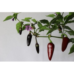 Greendoor Jalapeño Purple –  Chili Samen