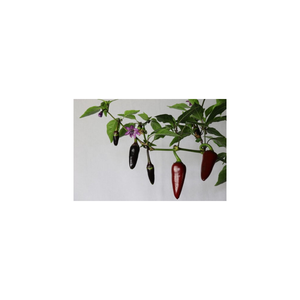 Greendoor Jalapeño Purple –  Chili Samen
