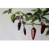 Greendoor Jalapeño Purple – Graines de piment
