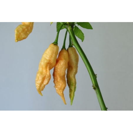Greendoor Jay’s Peach Ghost Scorpion –  Chili Samen