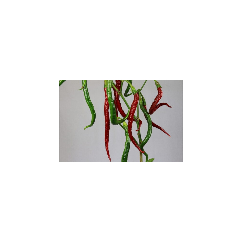 Greendoor Joe’s Long Cayenne – Chili Seeds