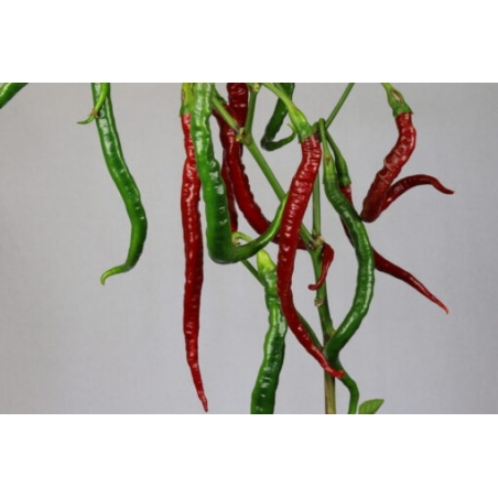Greendoor Joe’s Long Cayenne – Chili Seeds