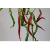 Greendoor Joe’s Long Cayenne – Graines de piment