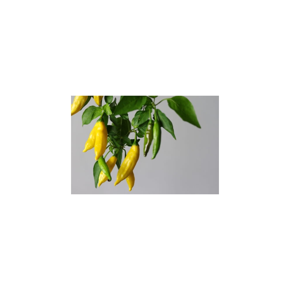 Greendoor Lemon Drop –  Chili Samen