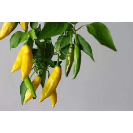 Greendoor Lemon Drop – Graines de piment
