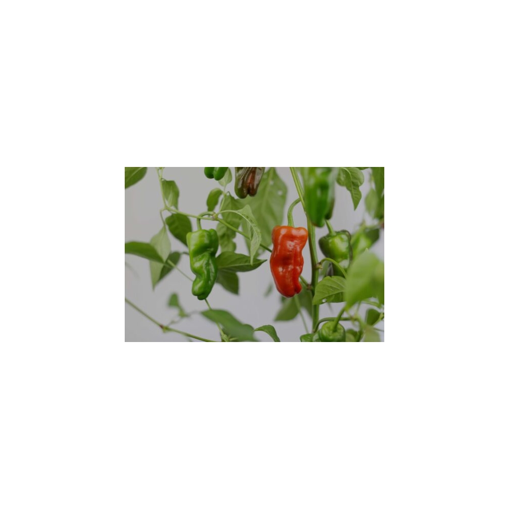Greendoor Padrón – Chili Seeds