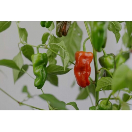 Greendoor Padrón – Chili Seeds