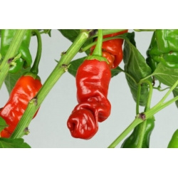 Greendoor Peter Pepper Red – Chili Seeds