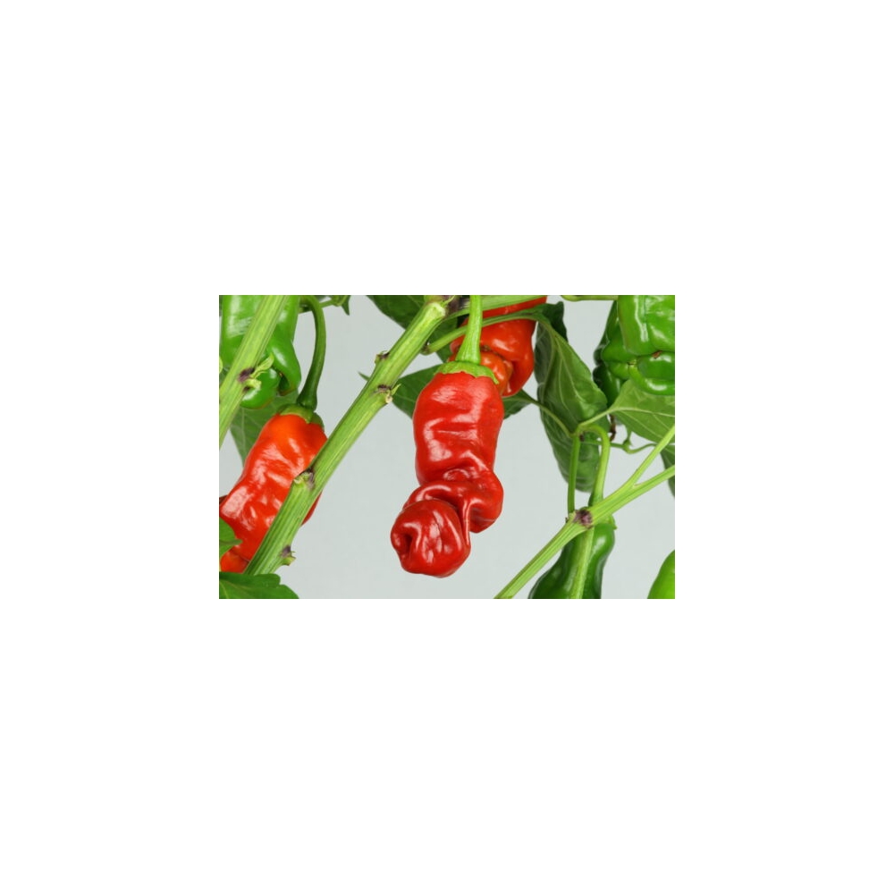 Greendoor Peter Pepper Red – Chili Seeds