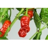 Greendoor Peter Pepper Red – Chili Seeds