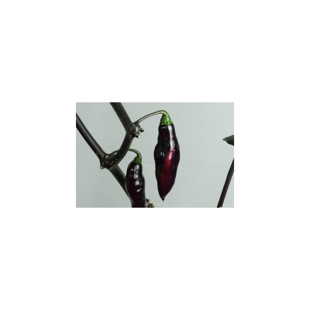 Greendoor Pimenta da Neyde  –  Chili Samen