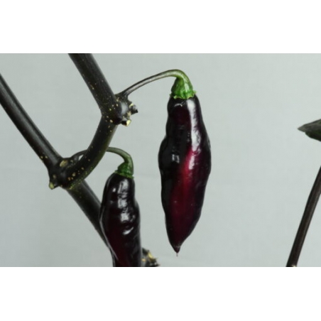 Greendoor Pimenta da Neyde  –  Chili Samen