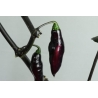 Greendoor Pimenta da Neyde  –  Chili Samen