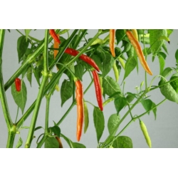 Greendoor Piri Piri – Chili Samen