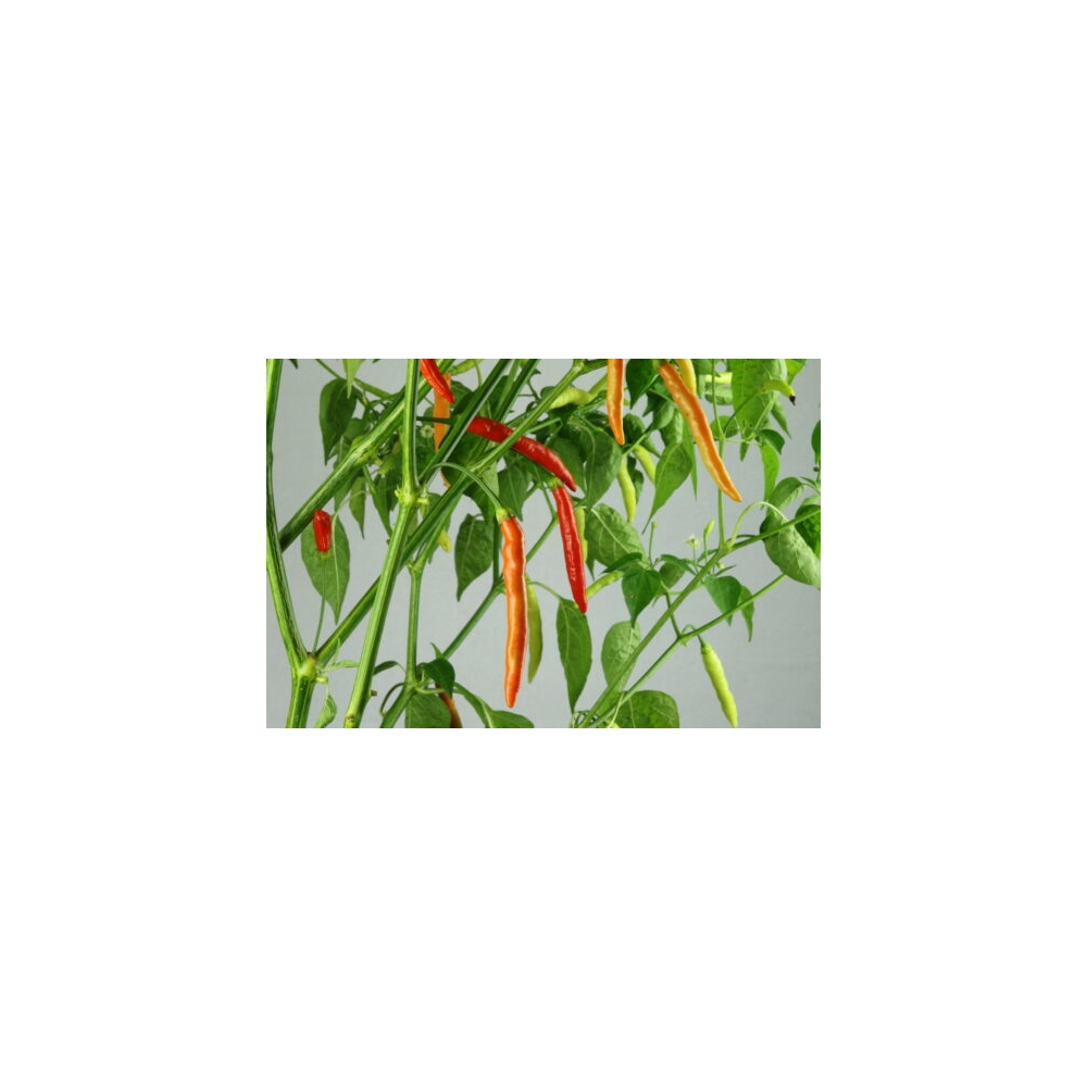 Greendoor Piri Piri – Graines de piment