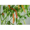 Greendoor Piri Piri – Chili Seeds