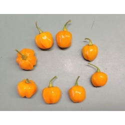 Greendoor Scotch Bonnet Orange – Graines de piment
