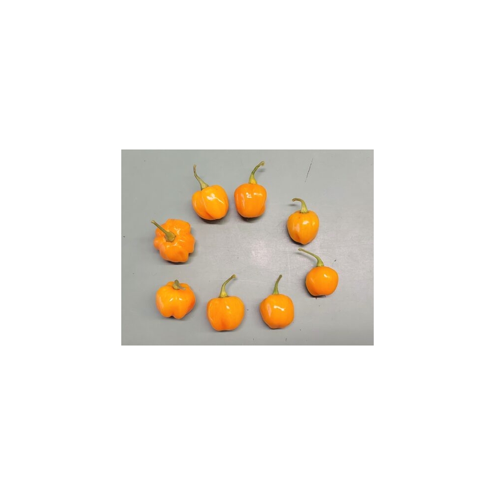 Greendoor Scotch Bonnet Orange – Graines de piment
