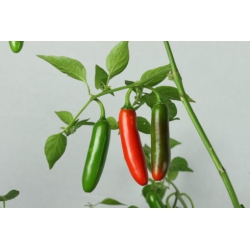 Greendoor Serrano –  Chili Samen