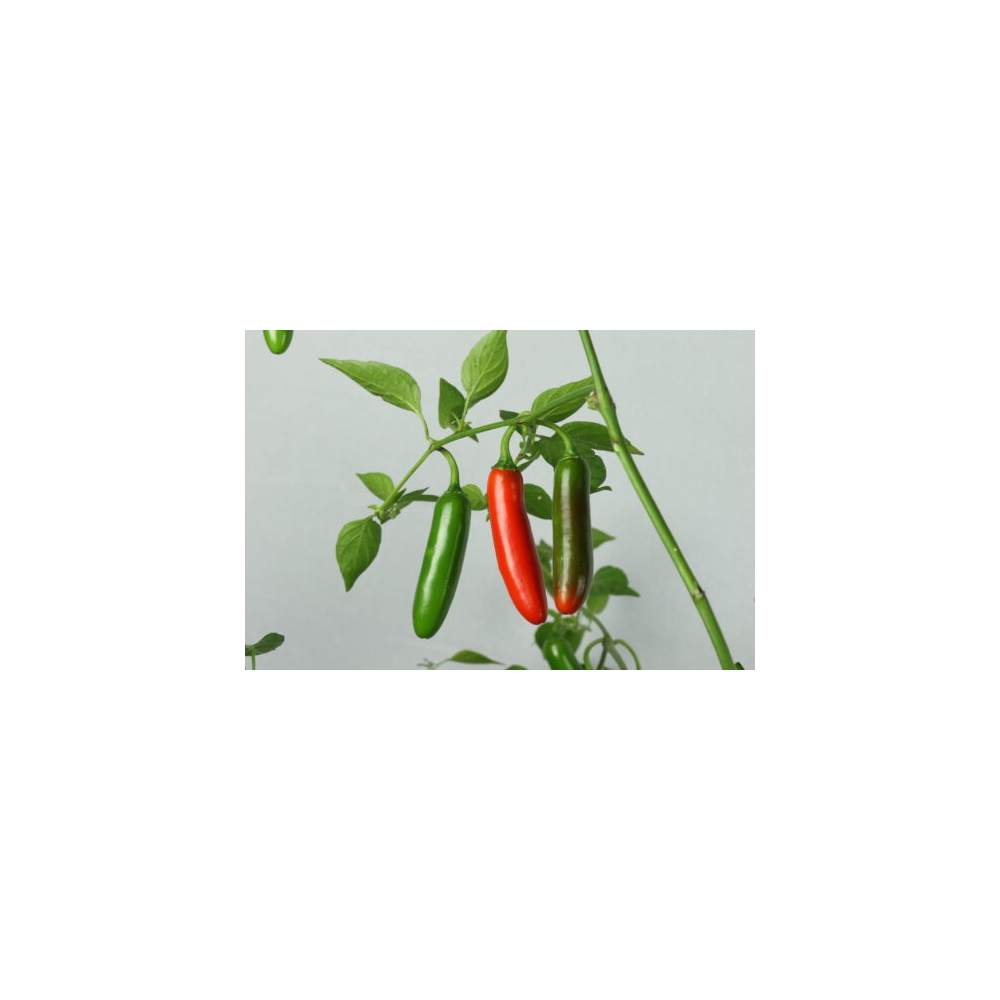 Greendoor Serrano –  Chili Seeds