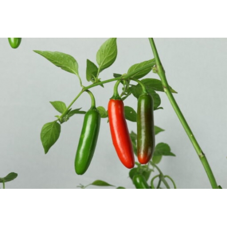 Greendoor Serrano –  Chili Samen