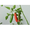 Greendoor Serrano –  Chili Samen