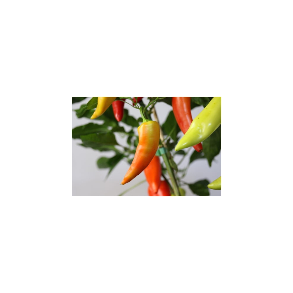 Greendoor Sweet Banana –  Chili Samen