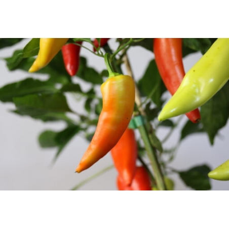 Greendoor Sweet Banana – Chili Seeds