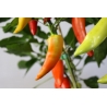 Greendoor Sweet Banana – Chili Seeds
