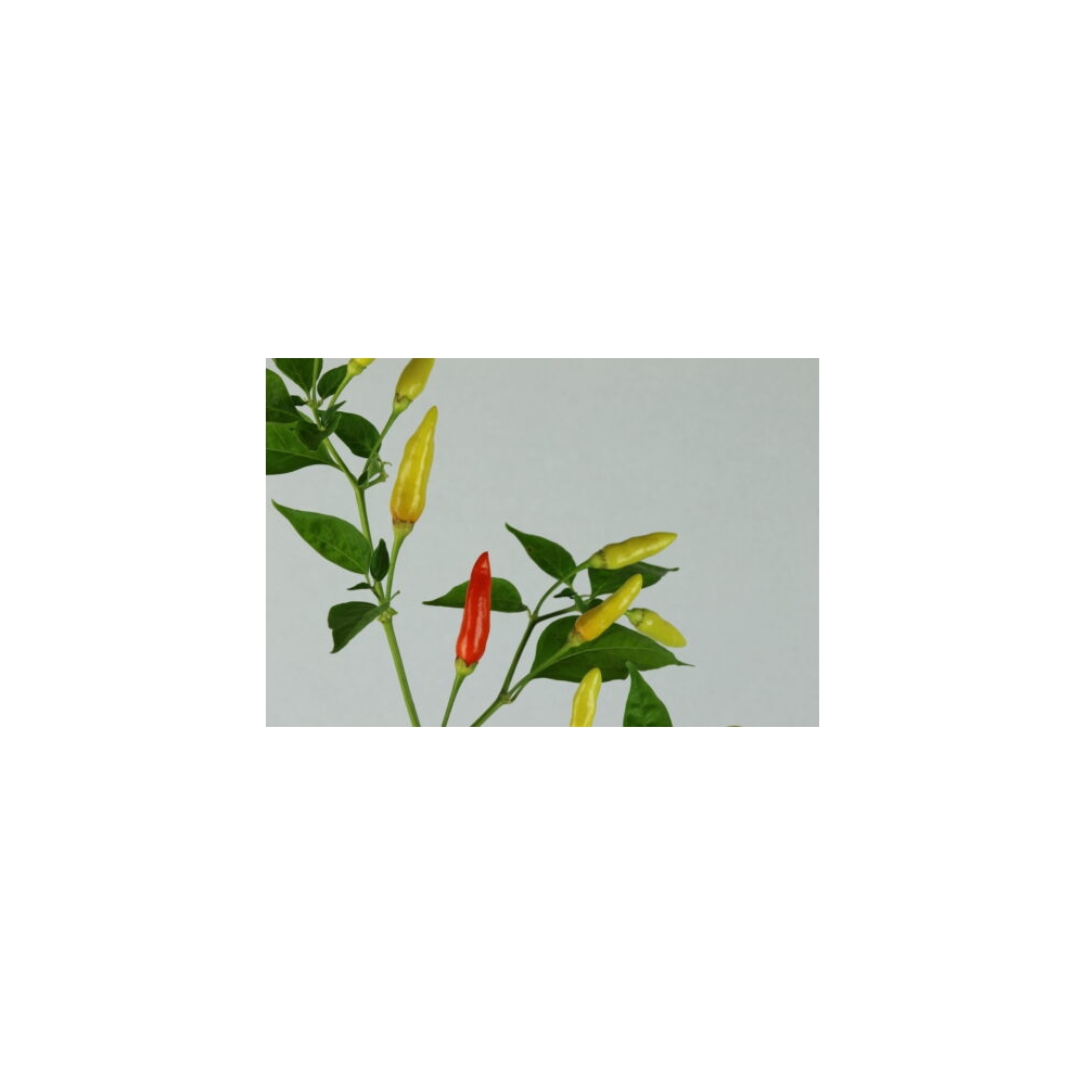 Greendoor Tabasco – Chili Seeds