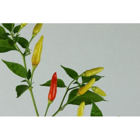 Greendoor Tabasco – Graines de piment
