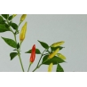 Greendoor Tabasco – Chili Seeds