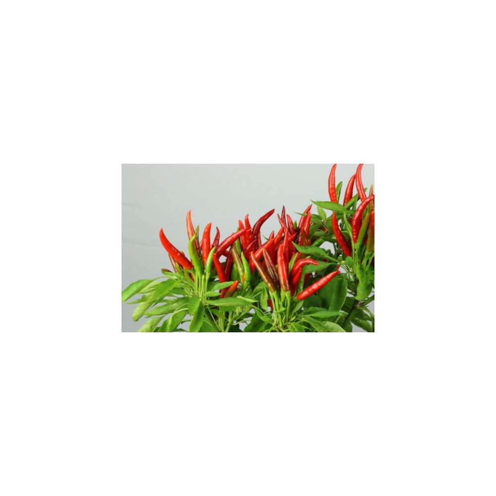Greendoor Takanotsume –  Chili Samen