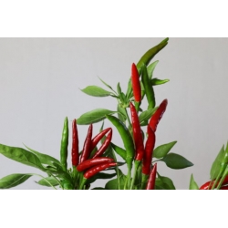 Greendoor Thai Culinary –  Chili Samen