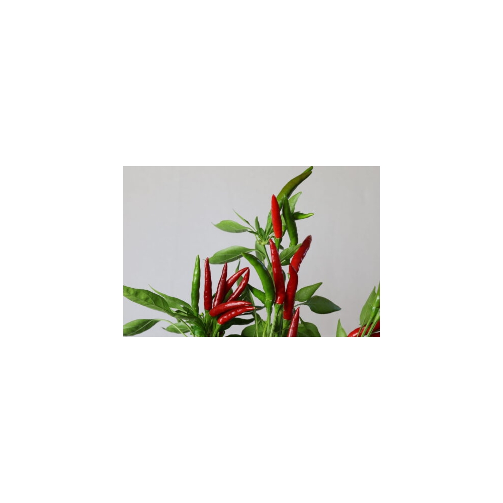 Greendoor Thai Culinary –  Chili Samen