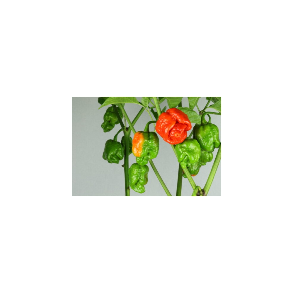 Greendoor Trinidad Scorpion Moruga Red – Graines de piment