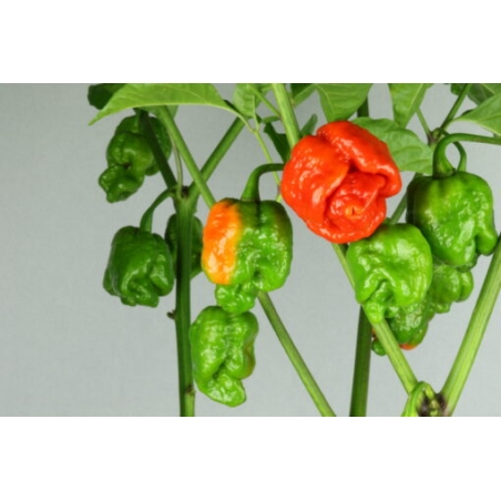 Greendoor Trinidad Scorpion Moruga Red – Graines de piment