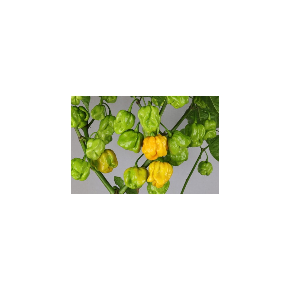 Greendoor Trinidad Scorpion Moruga Yellow –  Chili Samen