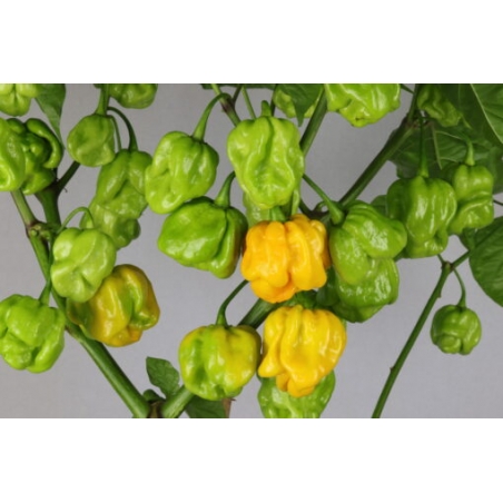 Greendoor Trinidad Scorpion Moruga Yellow – Chili Seeds