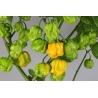 Greendoor Trinidad Scorpion Moruga Yellow – Graines de piment
