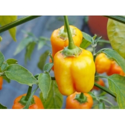 Greendoor Aji Mango – Chili Seeds