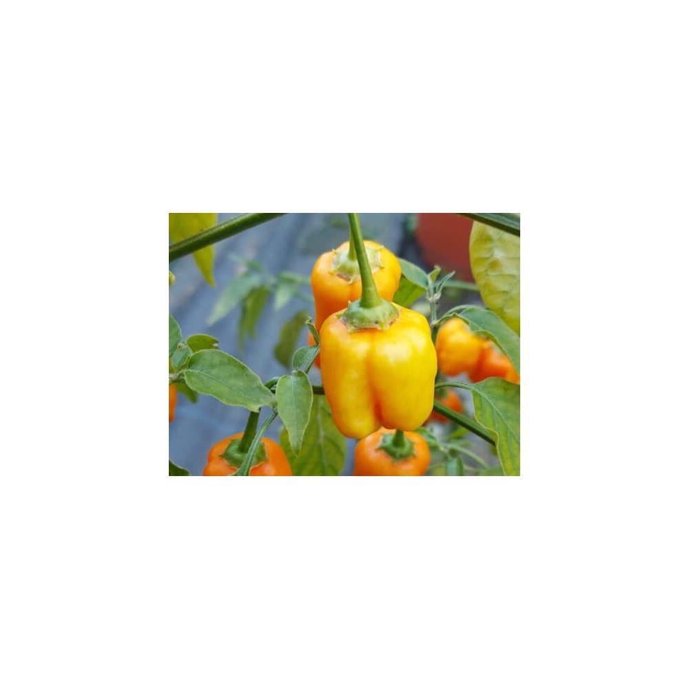 Greendoor Aji Mango –  Chili Samen