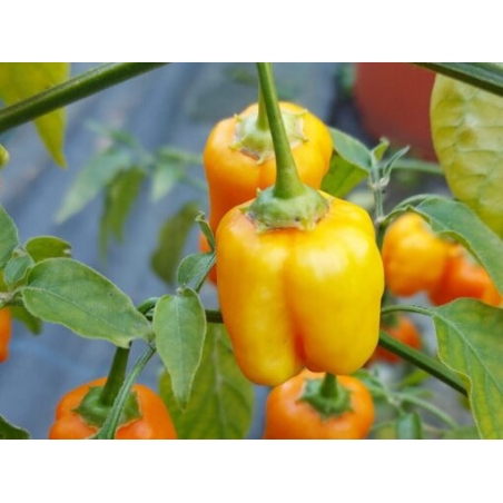Greendoor Aji Mango – Graines de piment