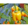 Greendoor Aji Mango – Chili Seeds