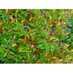 Greendoor NuMex Twilight – Graines de piment