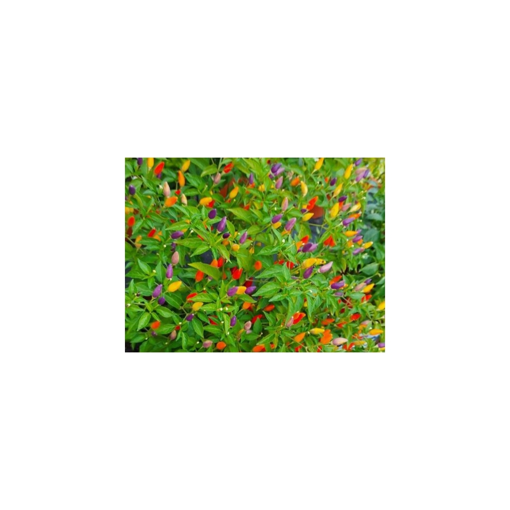 Greendoor NuMex Twilight – Chili Seeds