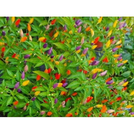 Greendoor NuMex Twilight –  Chili Samen