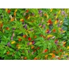 Greendoor NuMex Twilight – Chili Seeds