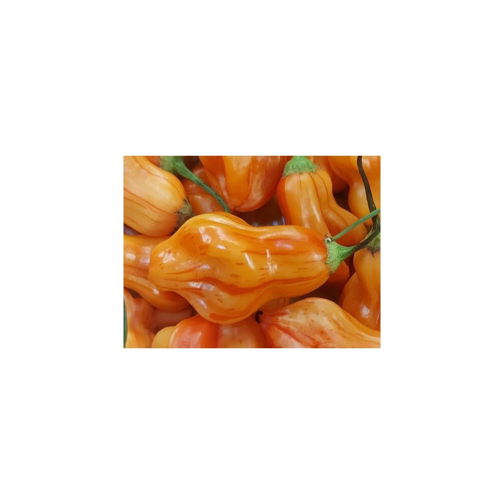 Greendoor Zébrange – Graines de piment